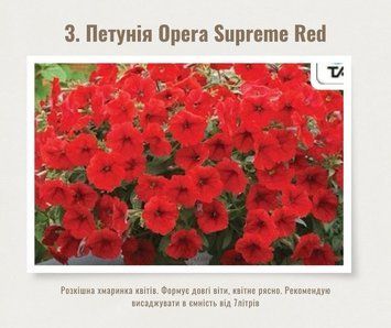Петунія ампельна Opera Supreme Red 3 фото