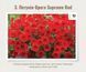 Петунія ампельна Opera Supreme Red 3 фото