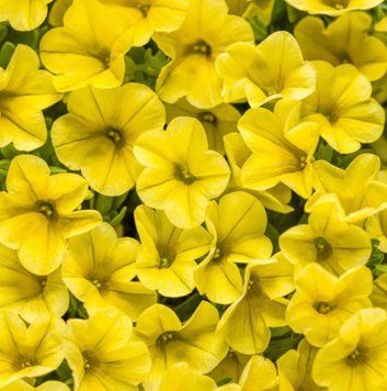 Калібрахоа Superbells Unique Golden Yellow 17 фото