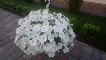 Петунія Cascadias Iceberg 30 фото