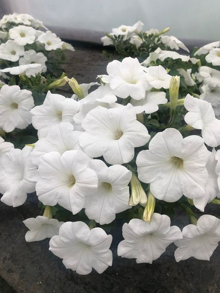 Петунія Cascadias Iceberg 30 фото