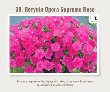 Петунія ампельна Opera Supreme Rose 38 фото