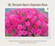 Петунія ампельна Opera Supreme Rose 38 фото 1