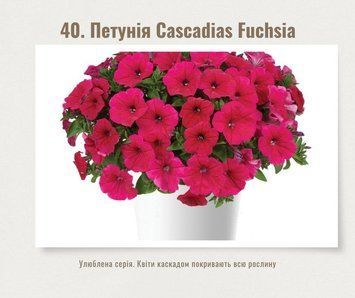 Петунія Cascadias Fuchsia 40 фото