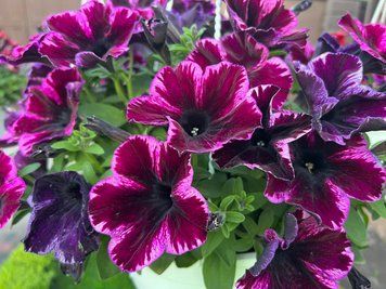 Петунія Go-Tunia Cosmic Pink 52 фото