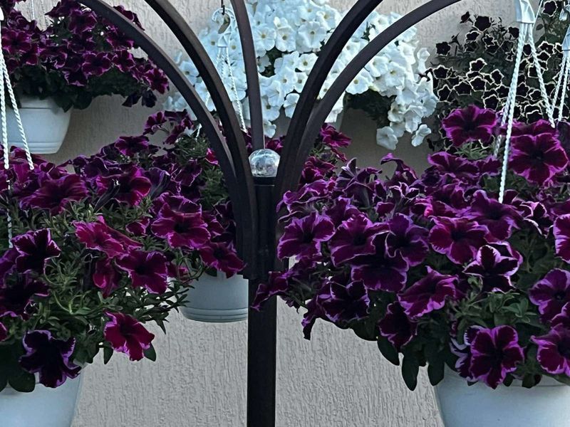 Петунія Go-Tunia Cosmic Pink 52 фото