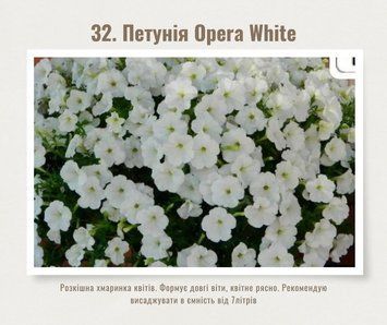 Петунія Opera Supreme White 32 фото
