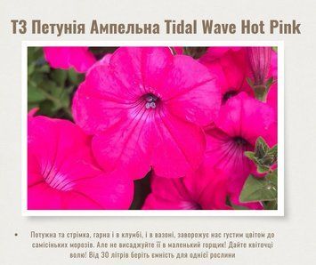 Петунія Tidal Wave Hot Pink T3 фото