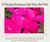 Петунія Tidal Wave Hot Pink T3 фото