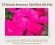 Петунія ампельна Tidal Wave Hot Pink T3 фото