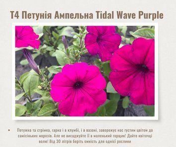 Петунія Tidal Wave Purple T4 фото