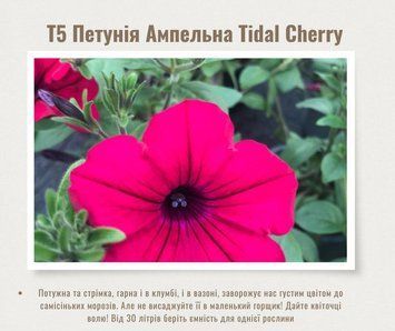 Петунія Tidal Wave Cherry T5 фото