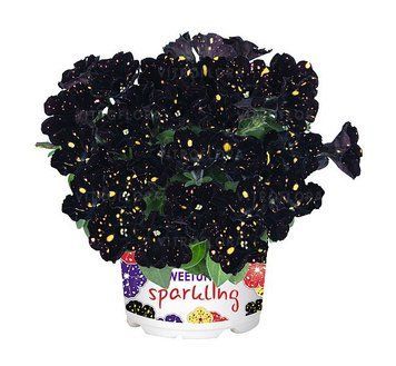 Петунія Sweetunia Sparkling Night 69 фото