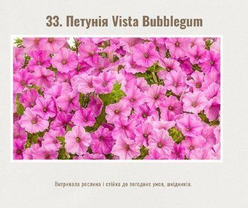 Петунія Vista Bubblegum 33 фото