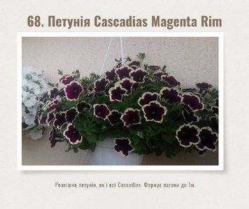 Петунія Cascadias Rim Magenta 68 фото