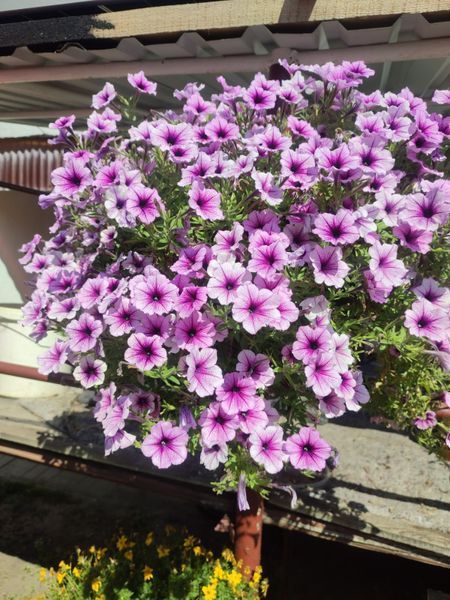 Петунія Opera Supreme Purple Vein 53 фото
