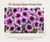 Петунія Opera Supreme Purple Vein 53 фото