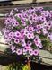 Петунія Opera Supreme Purple Vein 53 фото 2
