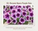 Петунія Opera Supreme Purple Vein 53 фото 1