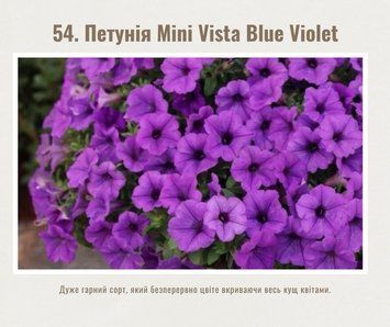 Петунія Mini Vista Blue Violet 54 фото