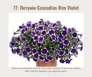 Петунія Cascadias Rim Violet 77 фото
