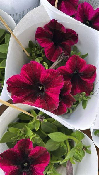 Петунія Go-Tunia Cosmic Purple 48 фото