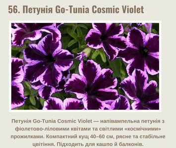 Петунія Go-Tunіa Cosmic Violet 36 фото