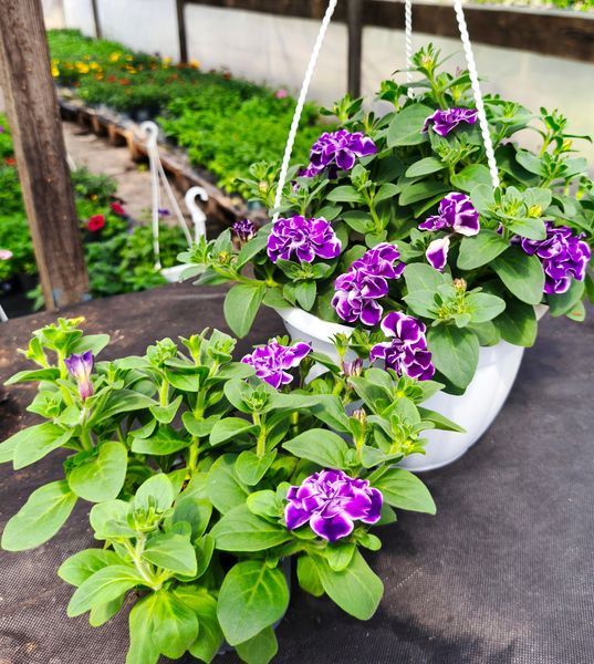 Петунія Conchita Doble Blueberry Twist 29 фото