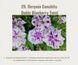 Петунія Conchita Doble Blueberry Twist 29 фото 1