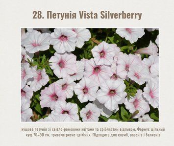 Петунія Vista Silverberry 28 фото