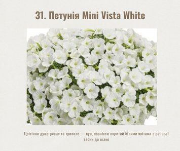 Петунія Mini Vista White 31 фото