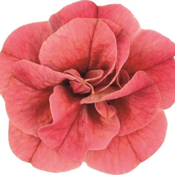 Калібрахоа Cabaret Double Apricote 9 фото