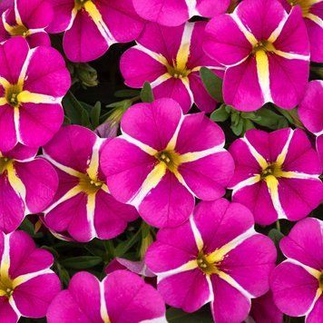 Калібрахоа Cabaret Special Pink Star 39 фото